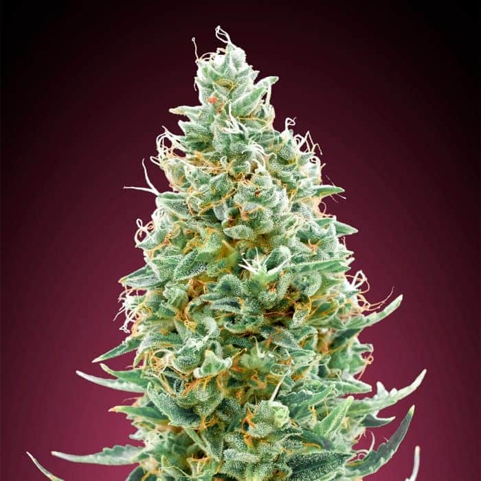 AMNESIA FAST (Advanced Seeds) semilla de marihuana feminizada
