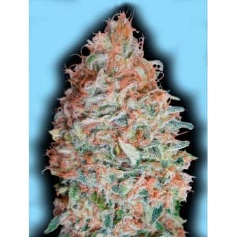 BANANA COOKIES (Advanced Seeds) semilla de marihuana feminizada
