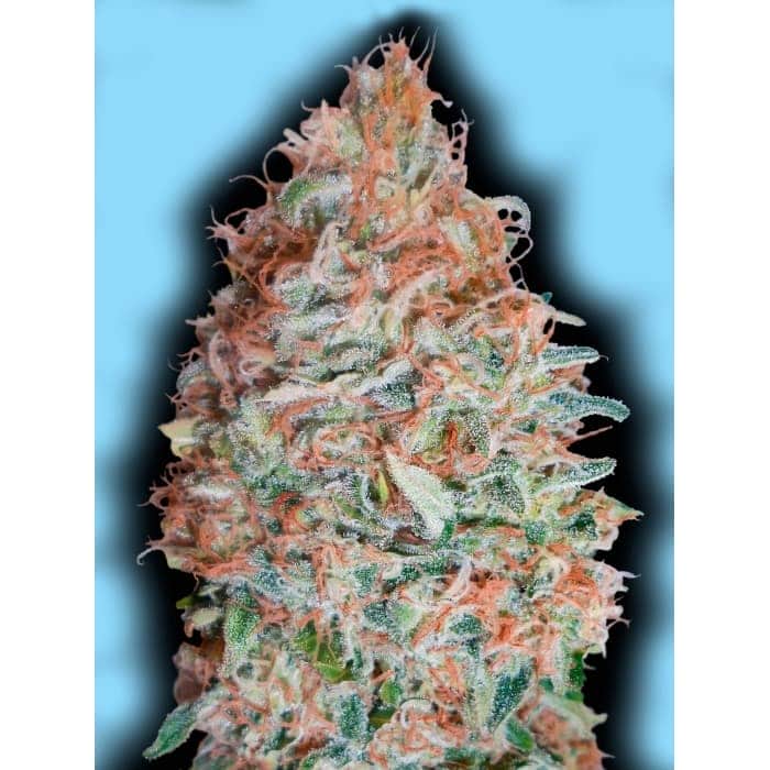 BANANA COOKIES (Advanced Seeds) semilla de marihuana feminizada