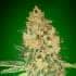 BRUCE BANNER (Advanced Seeds) semillas de marihuana feminizadas.
