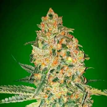 BRUCE BANNER (Advanced Seeds) semillas de marihuana feminizadas.