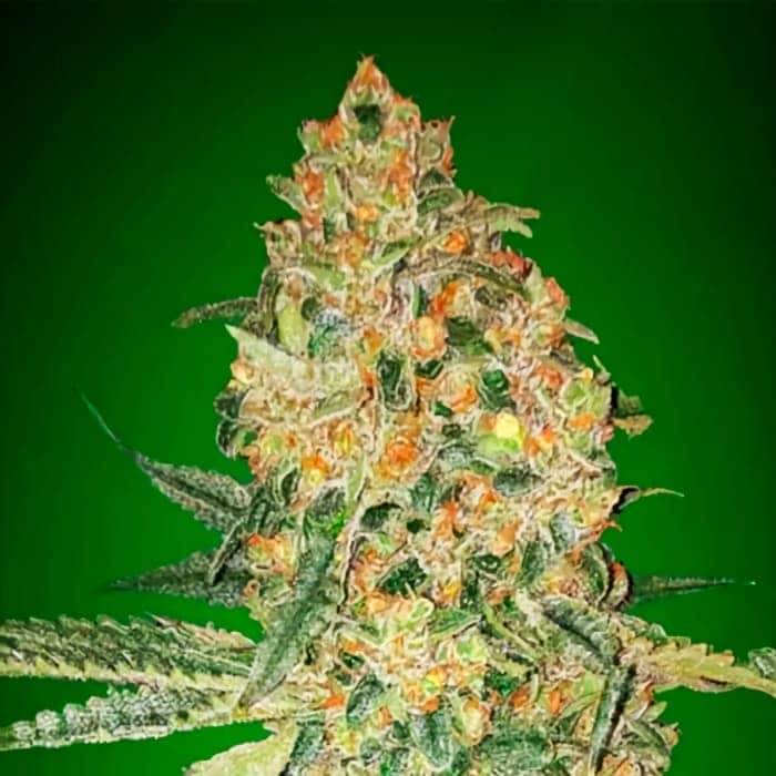 BRUCE BANNER (Advanced Seeds) semillas de marihuana feminizadas.