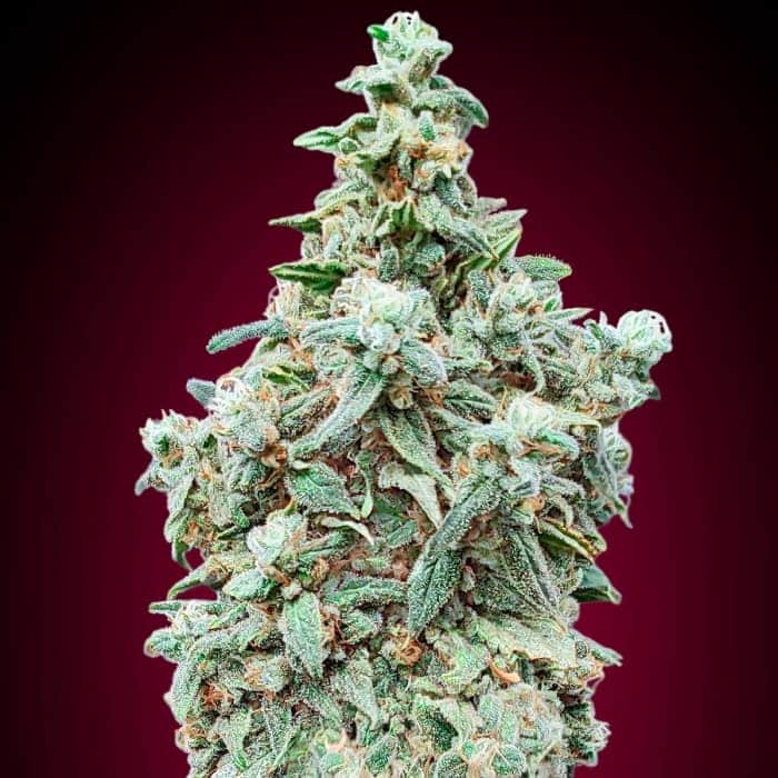 CHERRY PIE (Advanced Seeds) semilla de marihuana feminizada.