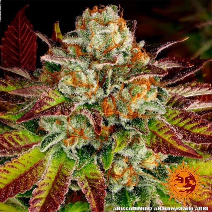 BISCOTTI MINTZ BARNEY´S FARM SEEDS Punta principal.