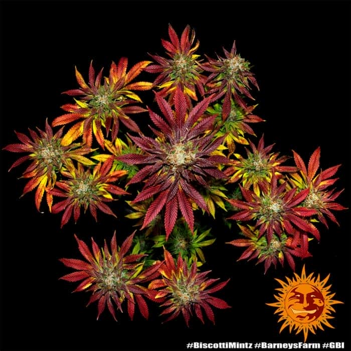 BISCOTTI MINTZ BARNEY´S FARM SEEDS Vista aerea.