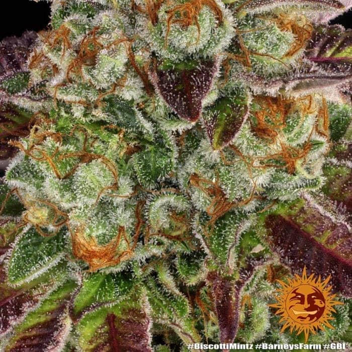 Biscotti Mintz Barney's Farm Seeds Vista de cerca.