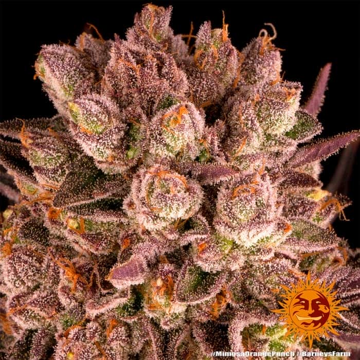 Detalle de los cogollos de MIMOSA X ORANGE PUNCH de Barneys Farm