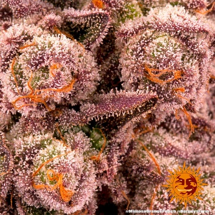 Barneys Farm Mimosa X Orange Punch al detalle