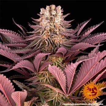 MIMOSA X ORANGE PUNCH de Barneys Farm Seeds
