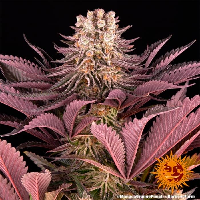 MIMOSA X ORANGE PUNCH de Barneys Farm Seeds