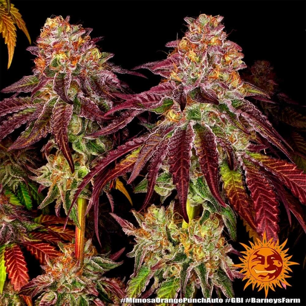 AUTO MIMOSA X ORANGE PUNCH BARNEY´S FARM Semilla de cannabis puntas.