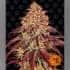 AUTO MIMOSA X ORANGE PUNCH BARNEY´S FARM Semilla de cannabis.
