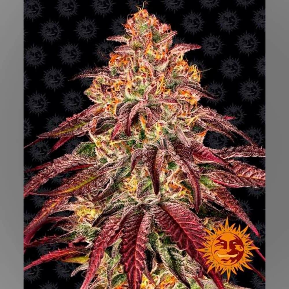 AUTO MIMOSA X ORANGE PUNCH BARNEY´S FARM Semilla de cannabis.