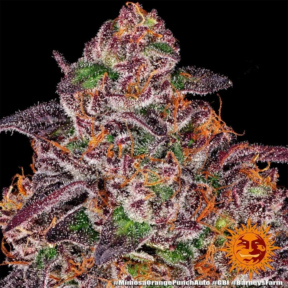 AUTO MIMOSA X ORANGE PUNCH BARNEY´S FARM Semilla de cannabis cogollo.