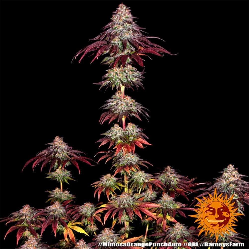 AUTO MIMOSA X ORANGE PUNCH BARNEY´S FARM Semilla de cannabis planta.