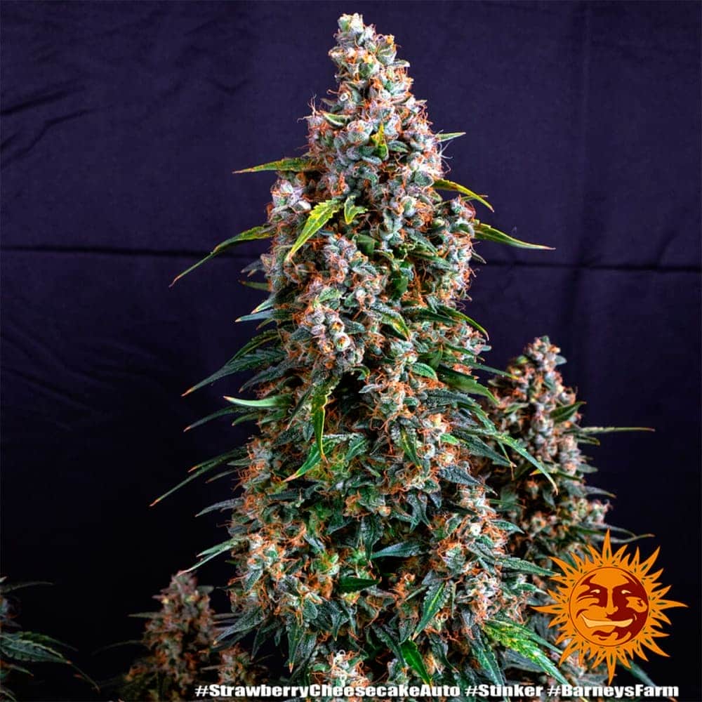 AUTO STRAWBERRY CHEESECAKE (Barney´s Farm Seeds) Semilla de cannabis punta principal.