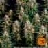 AUTO STRAWBERRY CHEESECAKE (Barney´s Farm Seeds) Semilla de cannabis ramas.