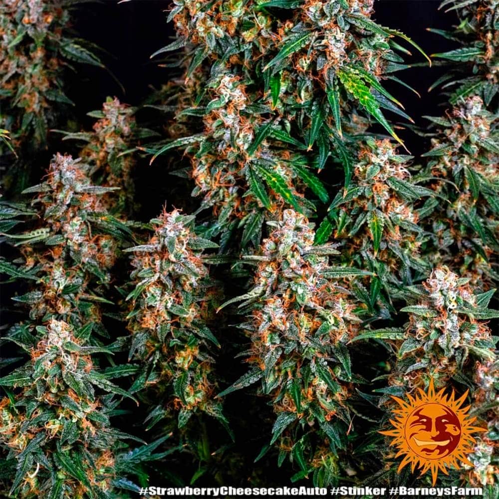 AUTO STRAWBERRY CHEESECAKE (Barney´s Farm Seeds) Semilla de cannabis ramas.