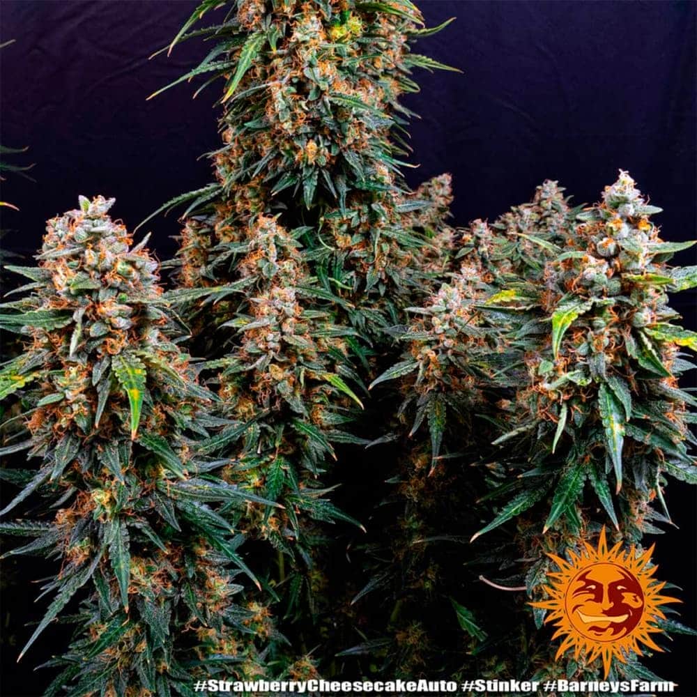 AUTO STRAWBERRY CHEESECAKE (Barney´s Farm Seeds) Semilla de cannabis bajos de la planta.