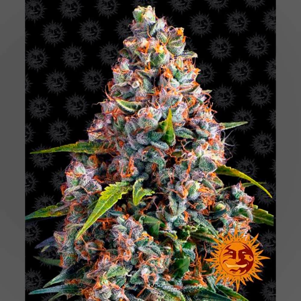 AUTO STRAWBERRY CHEESECAKE (Barney´s Farm Seeds) Semilla de cannabis.