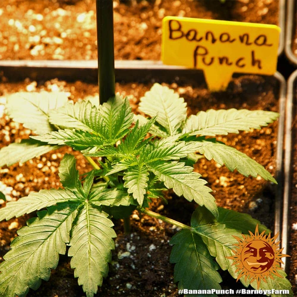 BANANA PUNCH (Barney´s Farm Seeds) Semillas de cannabis plantula.