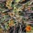 WATERMELON ZKITTLEZ BARNEY´S FARM Semillas de marihuana resina.