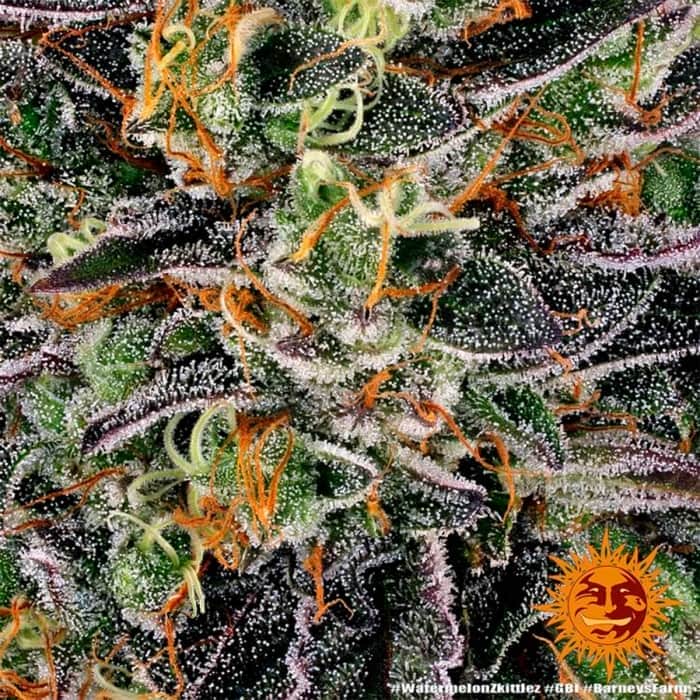 WATERMELON ZKITTLEZ BARNEY´S FARM Semillas de marihuana resina.