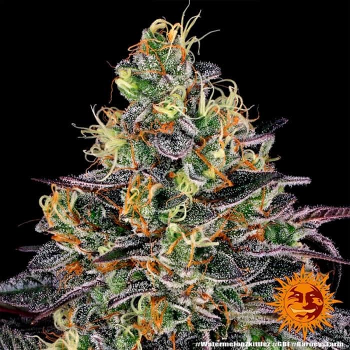 WATERMELON ZKITTLEZ BARNEY´S FARM Semillas de marihuana punta principal.