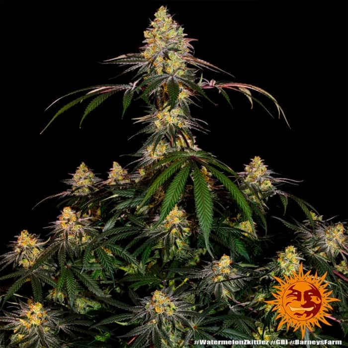 WATERMELON ZKITTLEZ BARNEY´S FARM Semillas de marihuana planta.