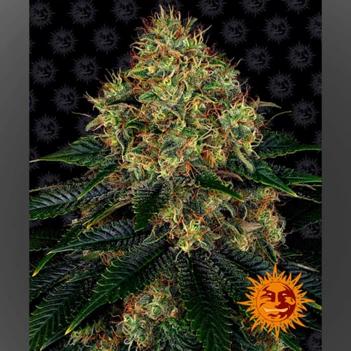 AUTO SKYWALKER OG (Barney´s Farm Seeds) Semillas de marihuana.