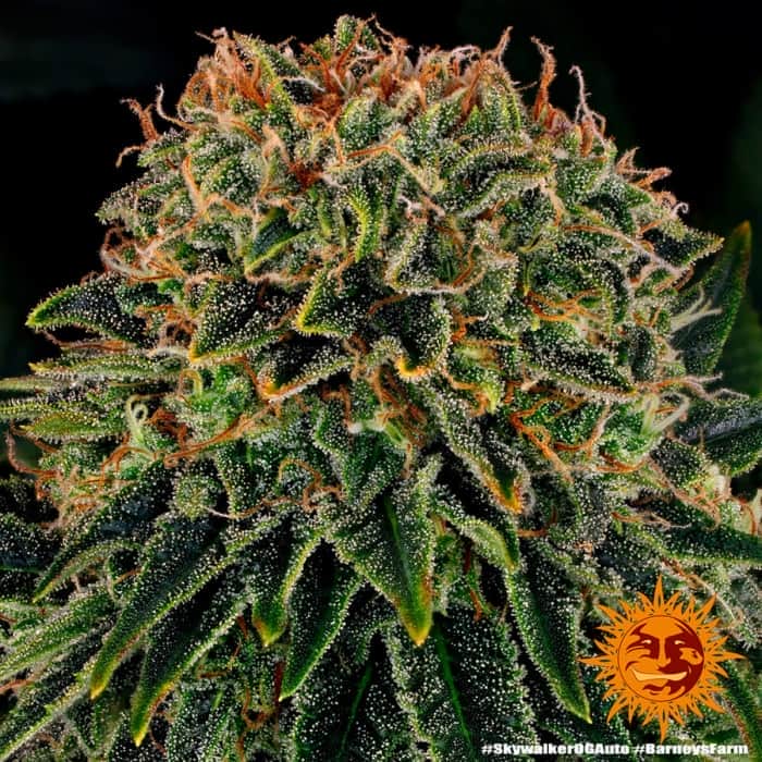 AUTO SKYWALKER OG (Barney´s Farm Seeds) Semillas de marihuana.