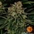AUTO SKYWALKER OG (Barney´s Farm Seeds) Semillas de marihuana.
