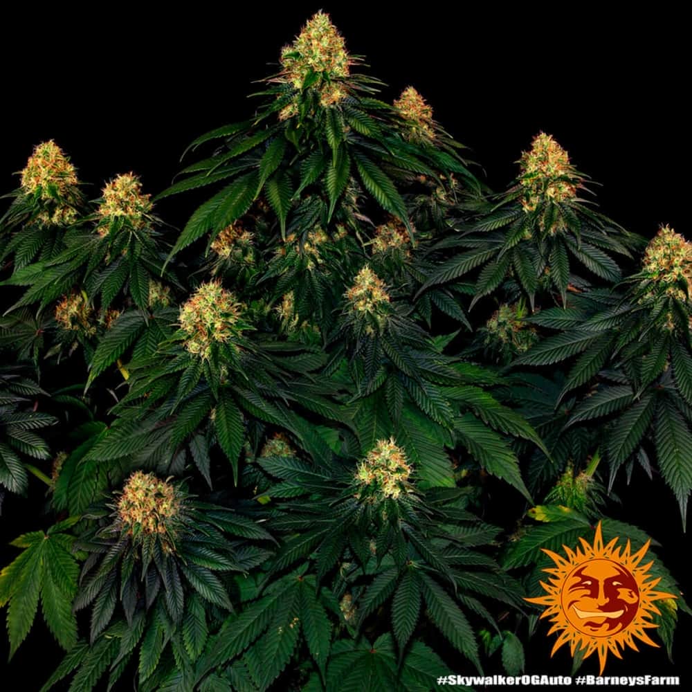 AUTO SKYWALKER OG (Barney´s Farm Seeds) Semillas de marihuana.