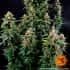 AUTO WATERMELON ZKITTLEZ (Barney´s Farm Seeds) Semillas de cannabis.
