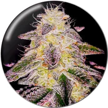 MEDICAL RUNNTZ (Medical Seeds) Semillas de cannabis.