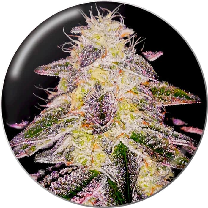 MEDICAL RUNNTZ (Medical Seeds) Semillas de cannabis.