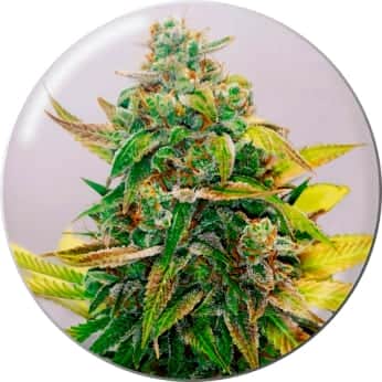 STRAWBERRY CAKE CBD (MEDICAL SEEDS) Semillas de cannabis.