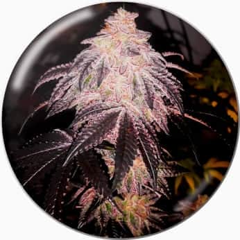 AUTO COOKIES SHERBET MEDICAL SEEDS Semillas de cannabis.