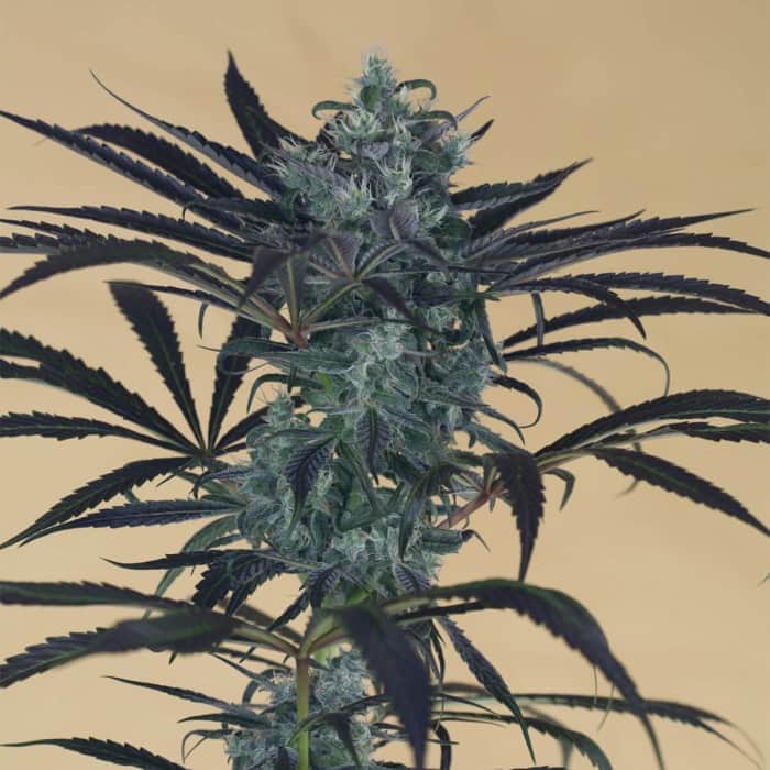 BLUEBERRY HEADBAND (Humboldt Seeds) Semillas de marihuana.