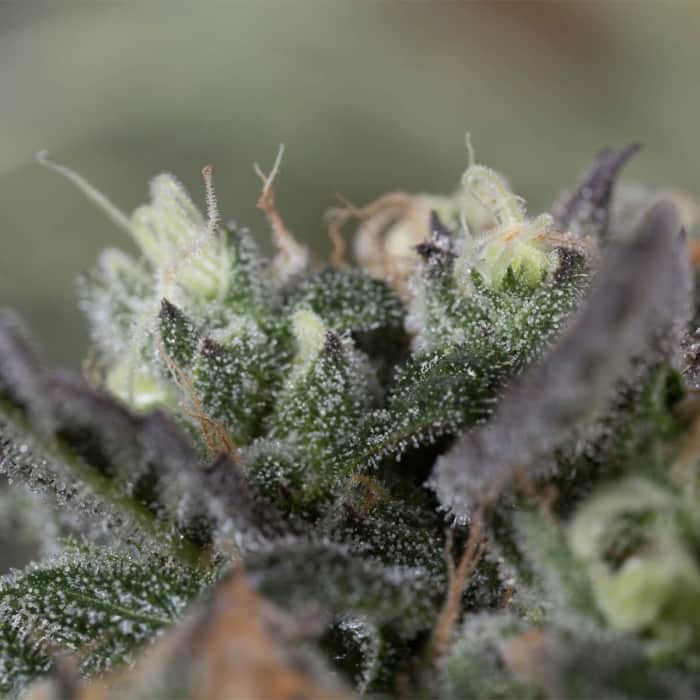 BLUEBERRY HEADBAND (Humboldt Seeds) Semillas de marihuana.