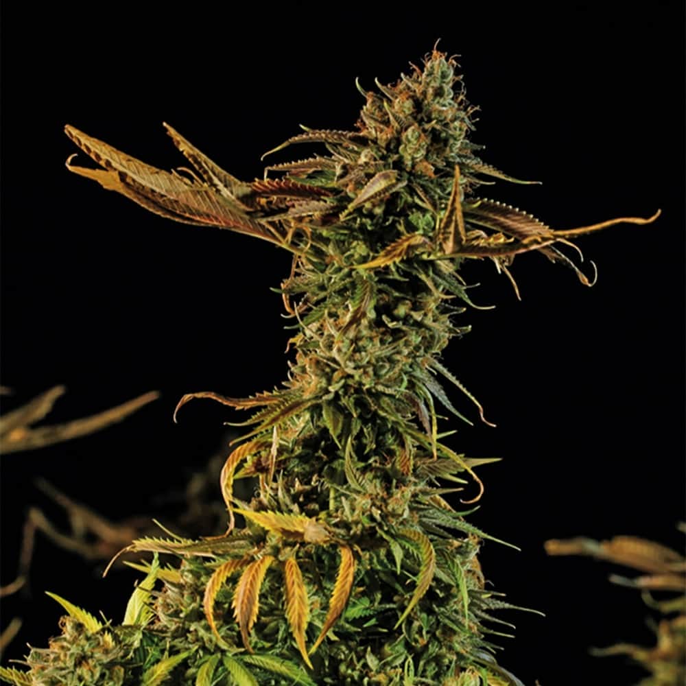 BLUEBERRY HEADBAND (Humboldt Seeds) Semillas de marihuana.