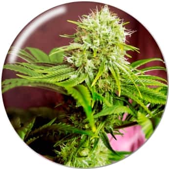 ELIXIR VITAE CBD MEDICAL SEEDS Semillas de marihuana.