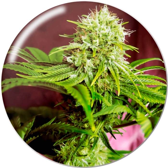 ELIXIR VITAE CBD MEDICAL SEEDS Semillas de marihuana.