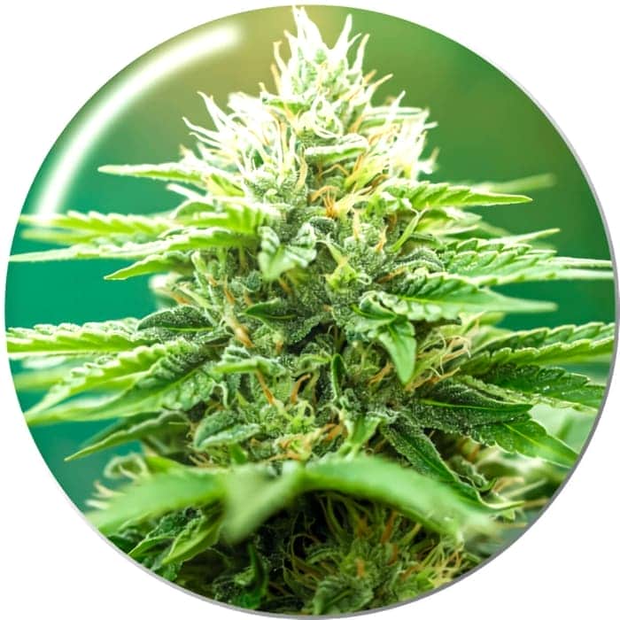EBOSHI CBG MEDICAL SEEDS Semillas de marihuana.
