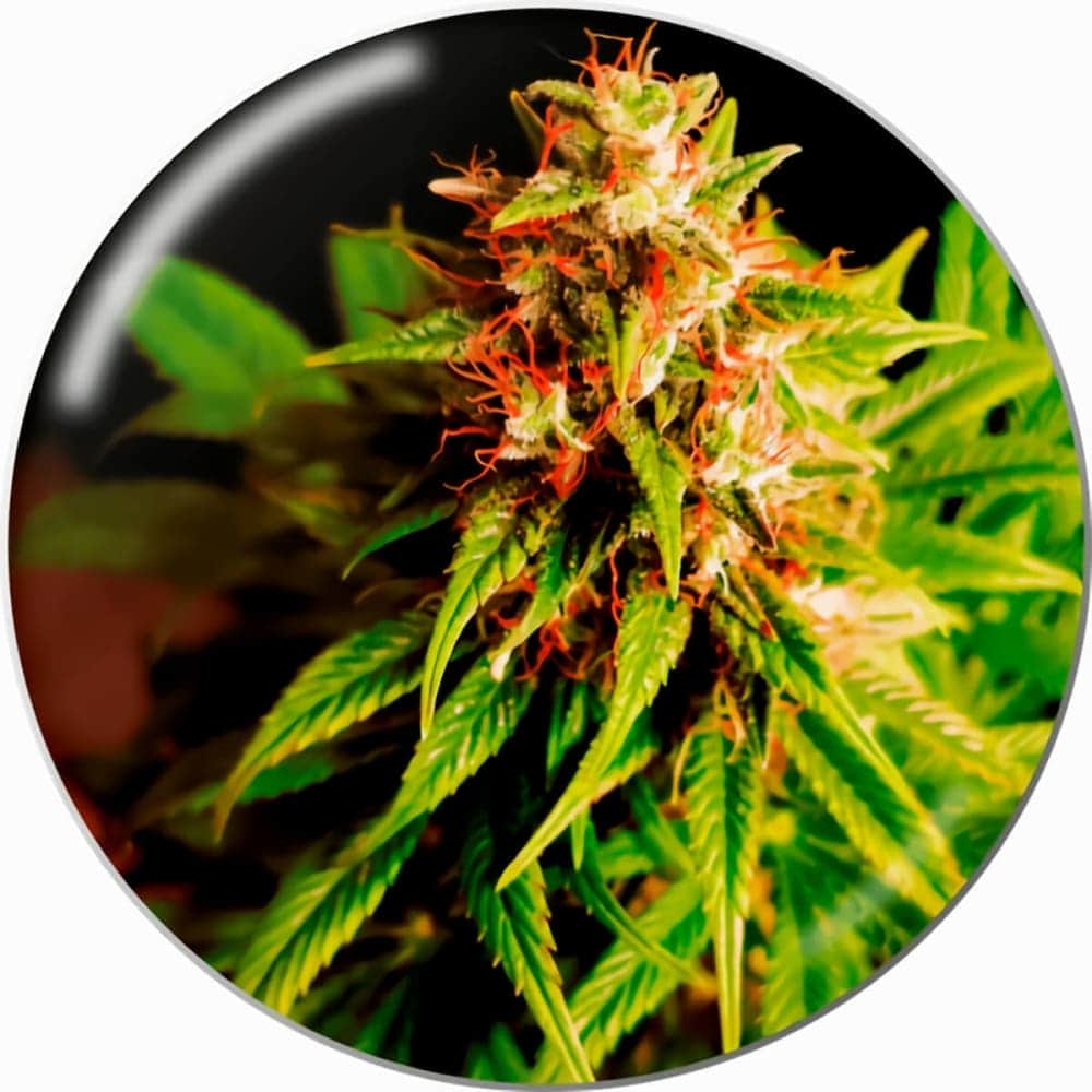 RED CROOS CBD MEDICAL SEEDS Semillas de marihuana.