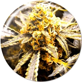 RECOVERY CBD (Medical Seeds) Semillas de marihuana.
