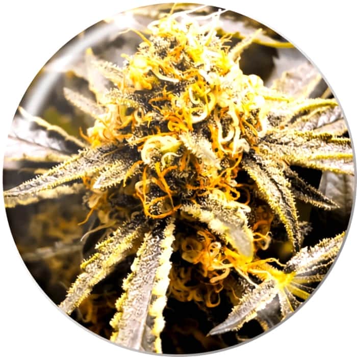 RECOVERY CBD (Medical Seeds) Semillas de marihuana.