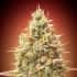 AUTO STRAWBERRY BANANA (Advanced Seeds) Semillas de marihuana.