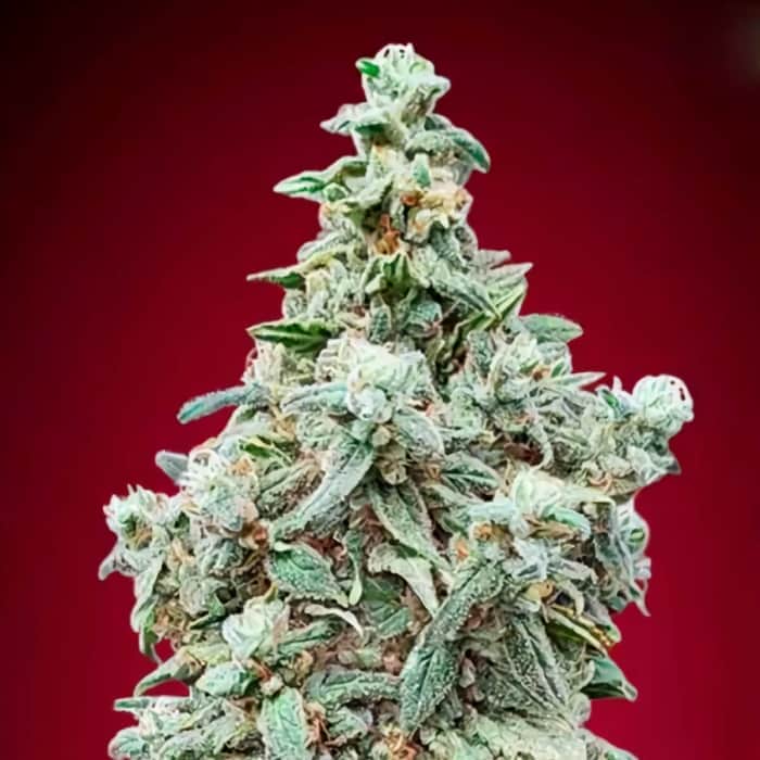 AUTO CHERRY PIE (Advanced Seeds) Semillas de marihuana.
