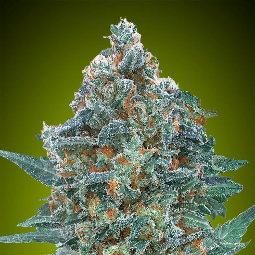 AUTO CRITICAL LEMON CBD (Advanced Seeds) Semillas de marihuana.